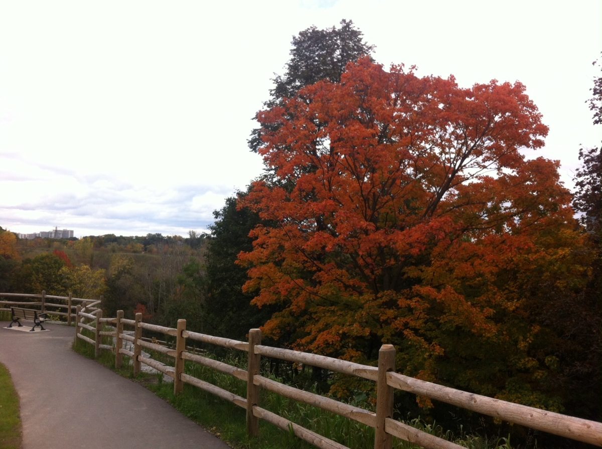 Autumn foliage over a ravine trail in Chorley Park