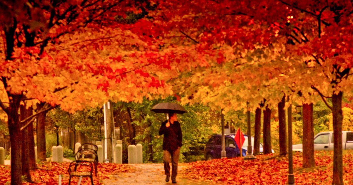 Autumn leaves over a rainy Toronto path, a walker with an umbrella